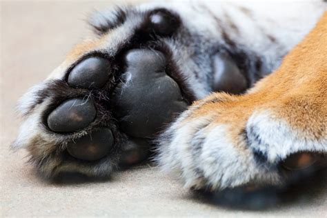 PAWS .